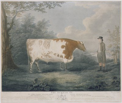 Le bœuf de Durham, gravé par J. Wessel, 1802 - John Boultbee